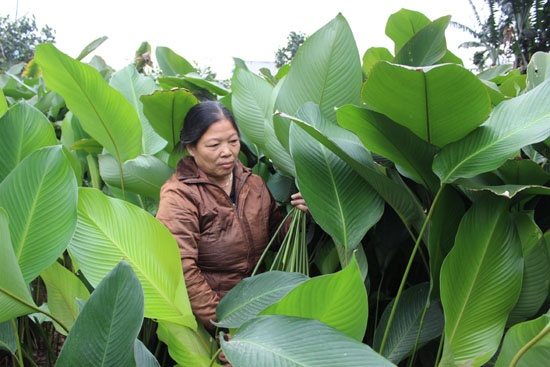 Chi tien trieu thue nguoi cat la dong dip Tet o Ha Noi hinh anh