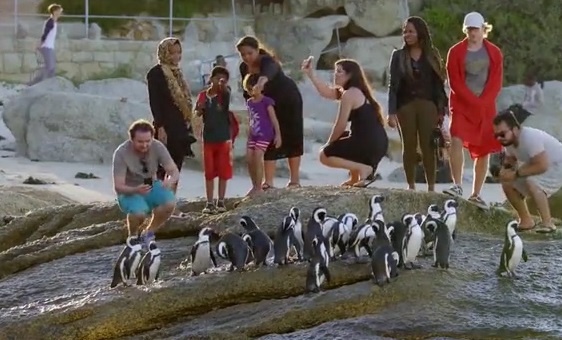 Chim canh cut hai huoc lang thang tren pho o Nam Phi hinh anh