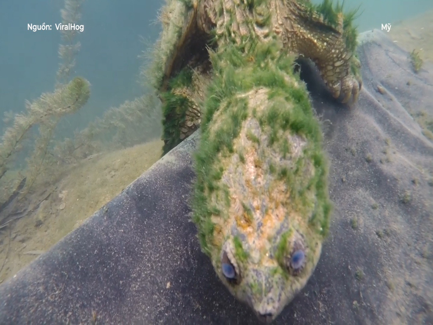 Rua gia moc day rong reu khap co the nhu loai quai vat hinh anh