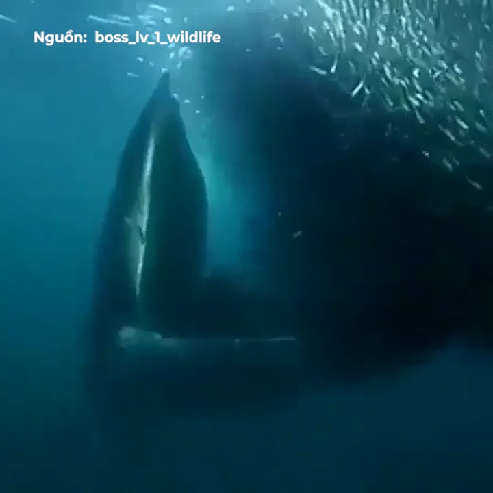 Ca voi xanh mo mieng nuot chung dan ca khong lo hinh anh