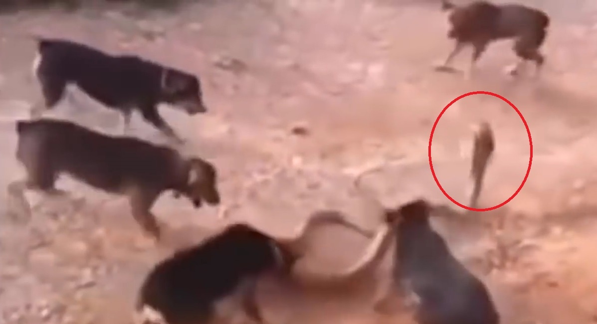 Nhung man giao dau ac liet giua cho voi ran, tran hinh anh