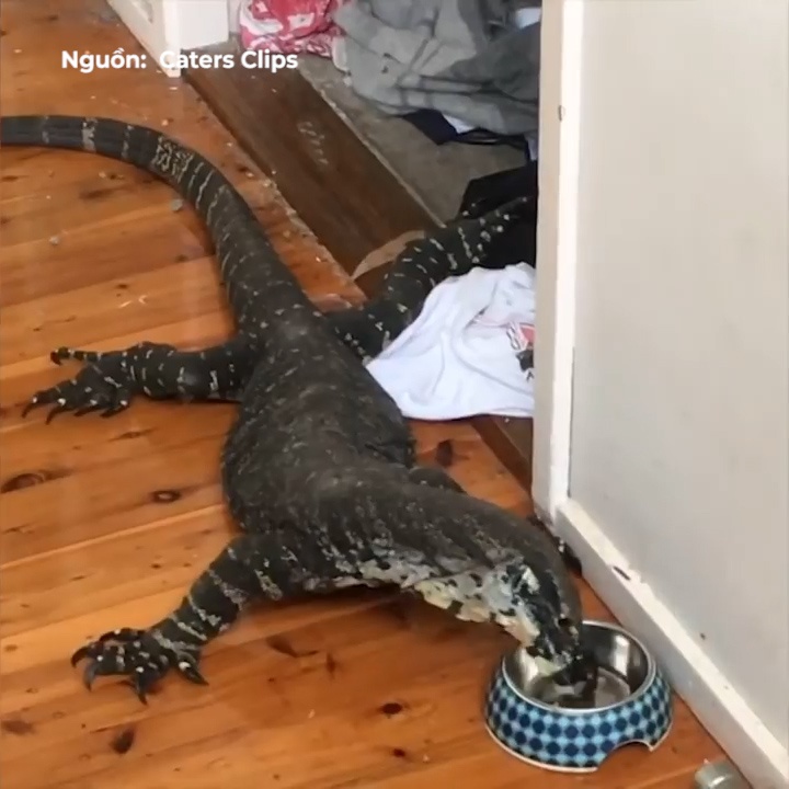 Than lan khong lo len vao nha trom thuc an meo hinh anh