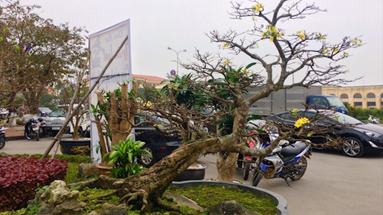 Ngam cay mai tien Vua gan tram tuoi co gia 5 ty dong hinh anh