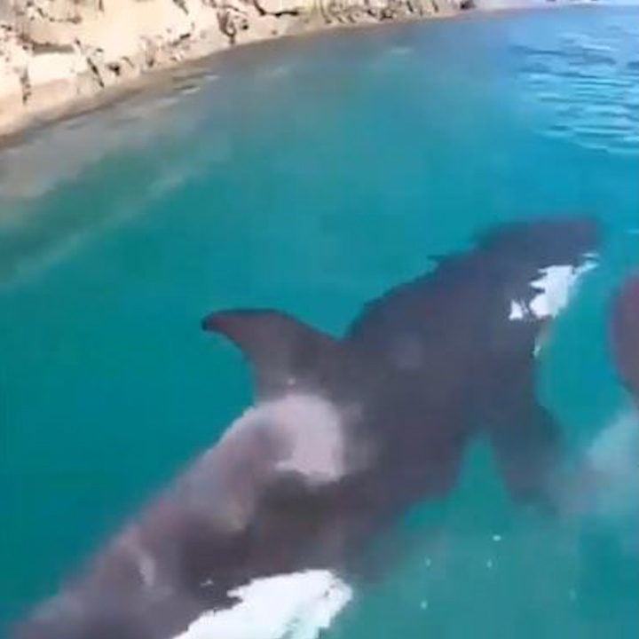 Khoanh khac ca voi sat thu boi luon quanh thuyen kayak hinh anh