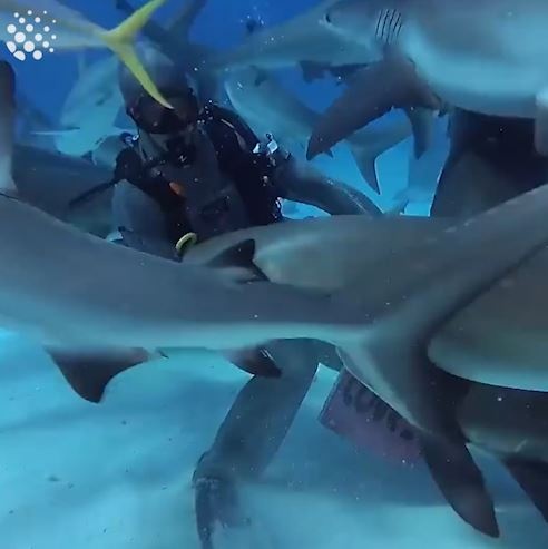 Nghe nguy hiem: Lan vuot ve va cho ca map an moi hinh anh