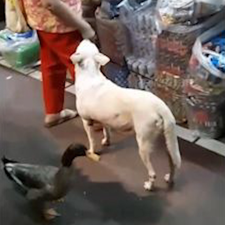 Vit va cun cung theo cu ba dao quanh cho hinh anh