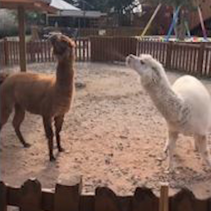 Xem lac da khong buou 'doi dau' bang cach phun nuoc bot vao nhau hinh anh