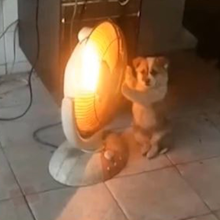 Cun cung biet ngoi ke lo suoi am trong ngay lanh hinh anh