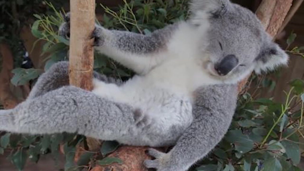 Vi sao gau Koala co the ngu 18 tieng moi ngay? hinh anh