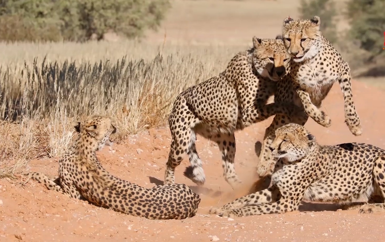 Bao cai li lom quyet chong tra 4 con bao duc hinh anh