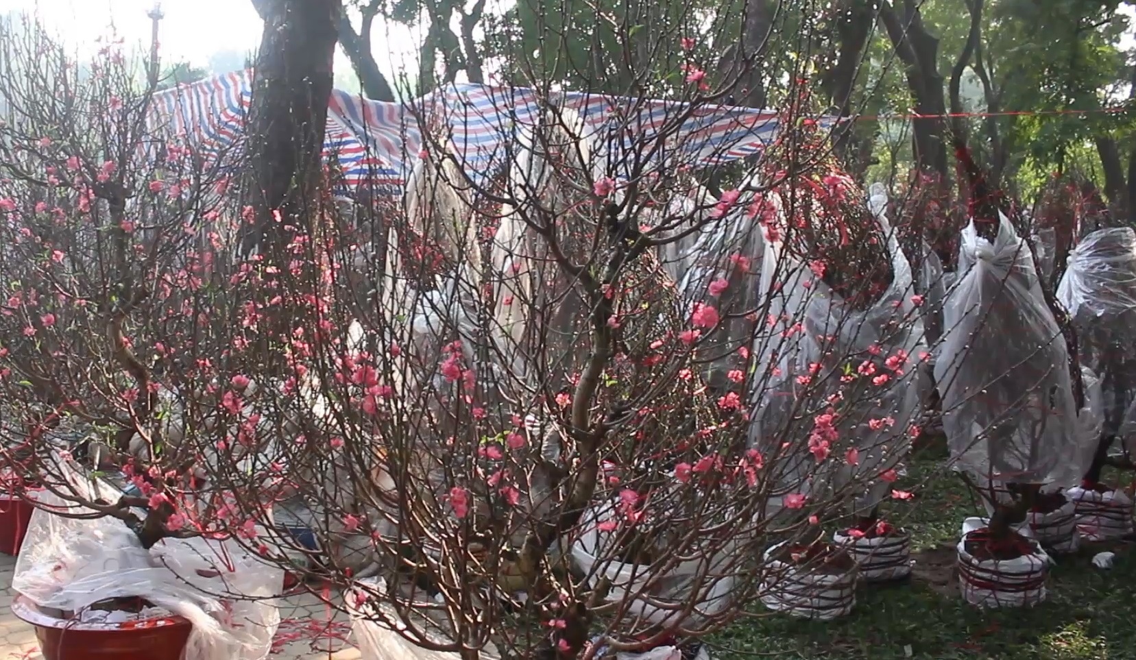 Pho hoa dao ruc ro giua long TP.HCM hinh anh