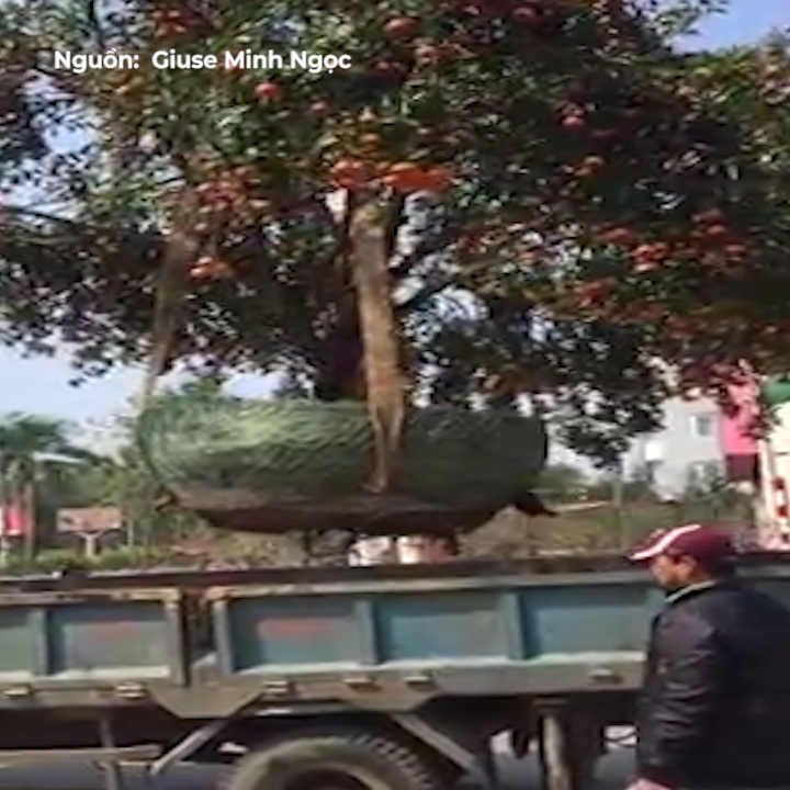 Nhan vien vat va dua quyt kieng khong lo len xe tai hinh anh