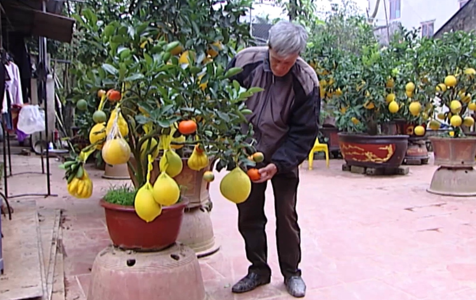 Lao nong kiem tien trieu nho lai ghep 10 loai qua Tet hinh anh