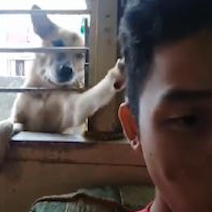 Chu cho 'tuc toi' danh chu khi khong duoc cho an hinh anh