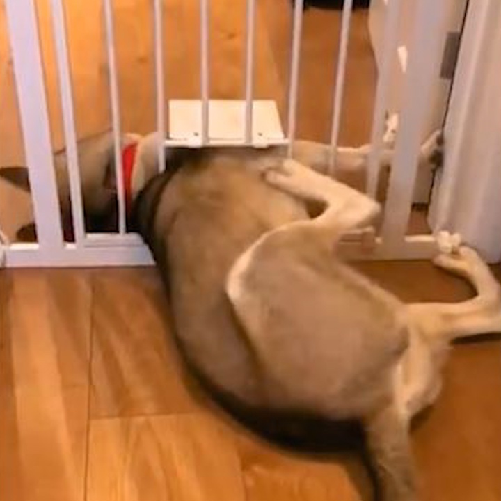 Husky tim cach chui qua cua ra vao cua meo hinh anh