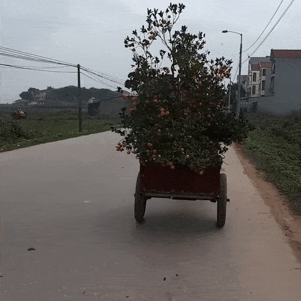 Cho quat canh, tai xe khong de y khien qua roi la ta hinh anh