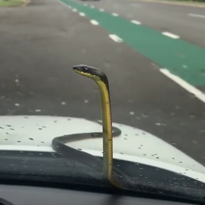 Dang chay tren duong, tai xe phat hien ran dang truon ngay dau xe hinh anh