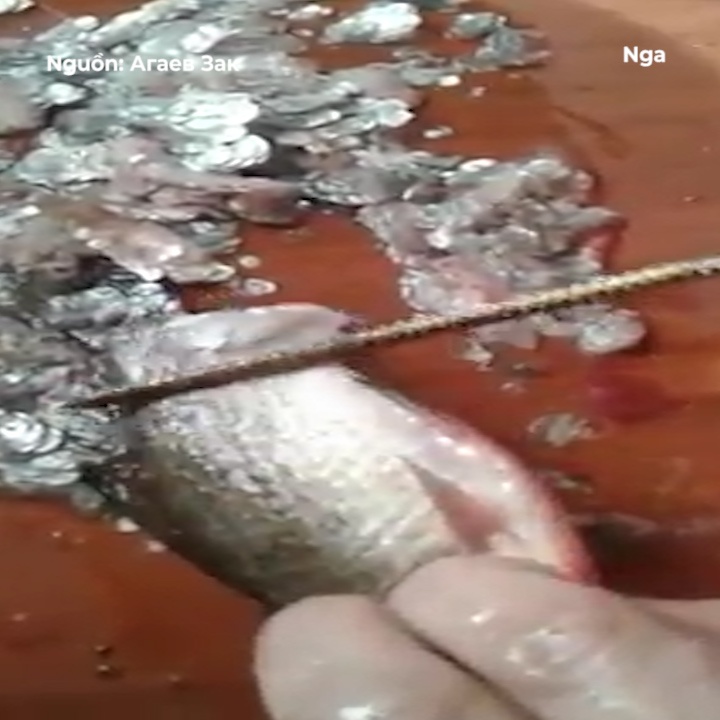 Dau bep Nga danh vay ca dieu nghe bang may khoan tuong hinh anh