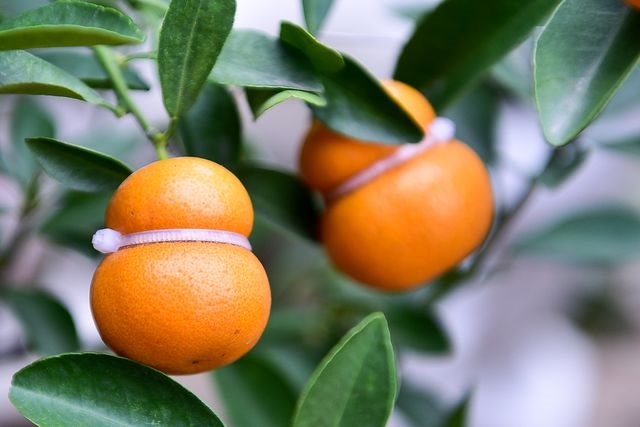 Quat ho lo tien trieu het hang truoc Tet hinh anh