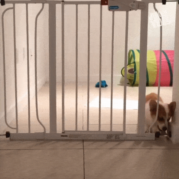 Nhung cuoc 'tau thoat' bi chu phat giac cua cac con vat hinh anh