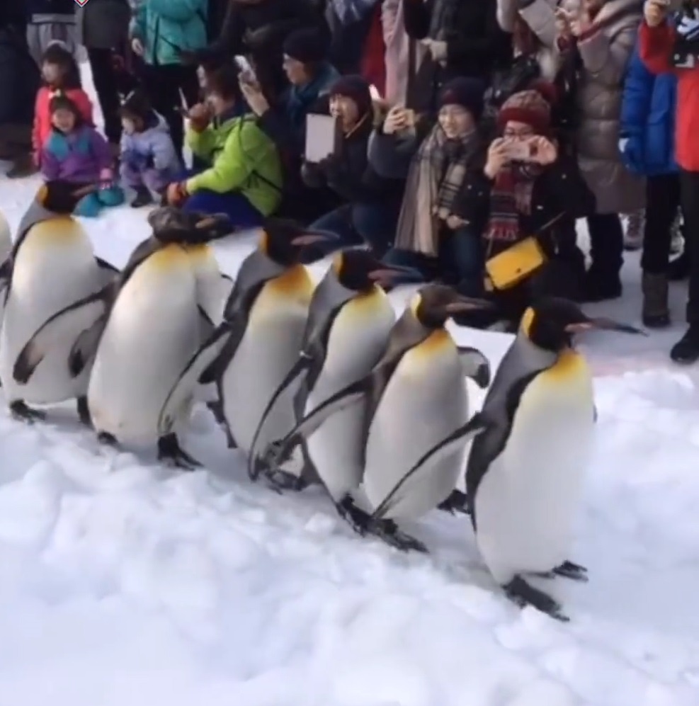 Chim canh cut hai huoc xep hang dieu hanh truoc du khach hinh anh