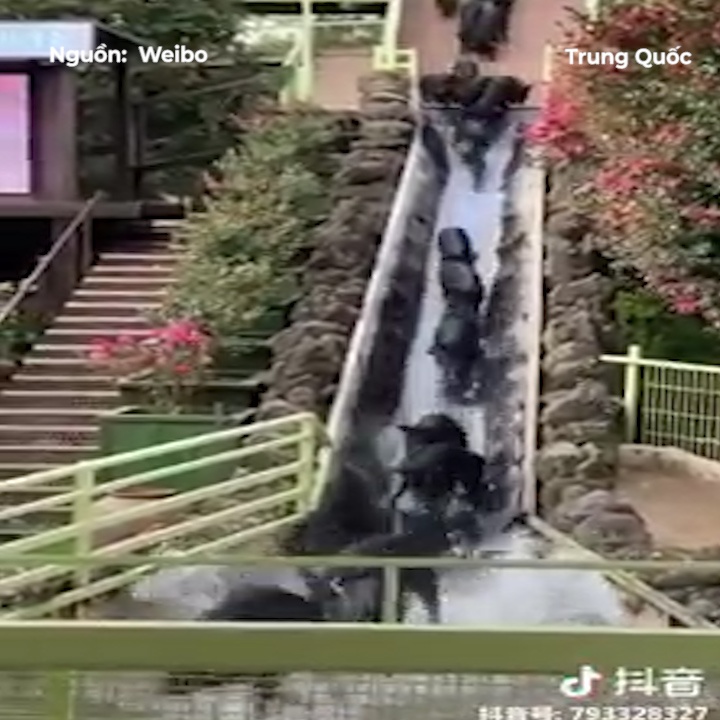 Hang chuc chu heo xep hang truot thac nuoc hinh anh