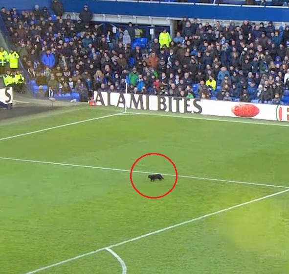 Meo chay vao san gay nao loan tran dau o Ngoai Hang Anh hinh anh