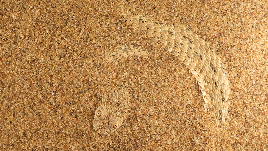 Nghe thuat nguy trang san moi doc dao cua ran cat sa mac hinh anh