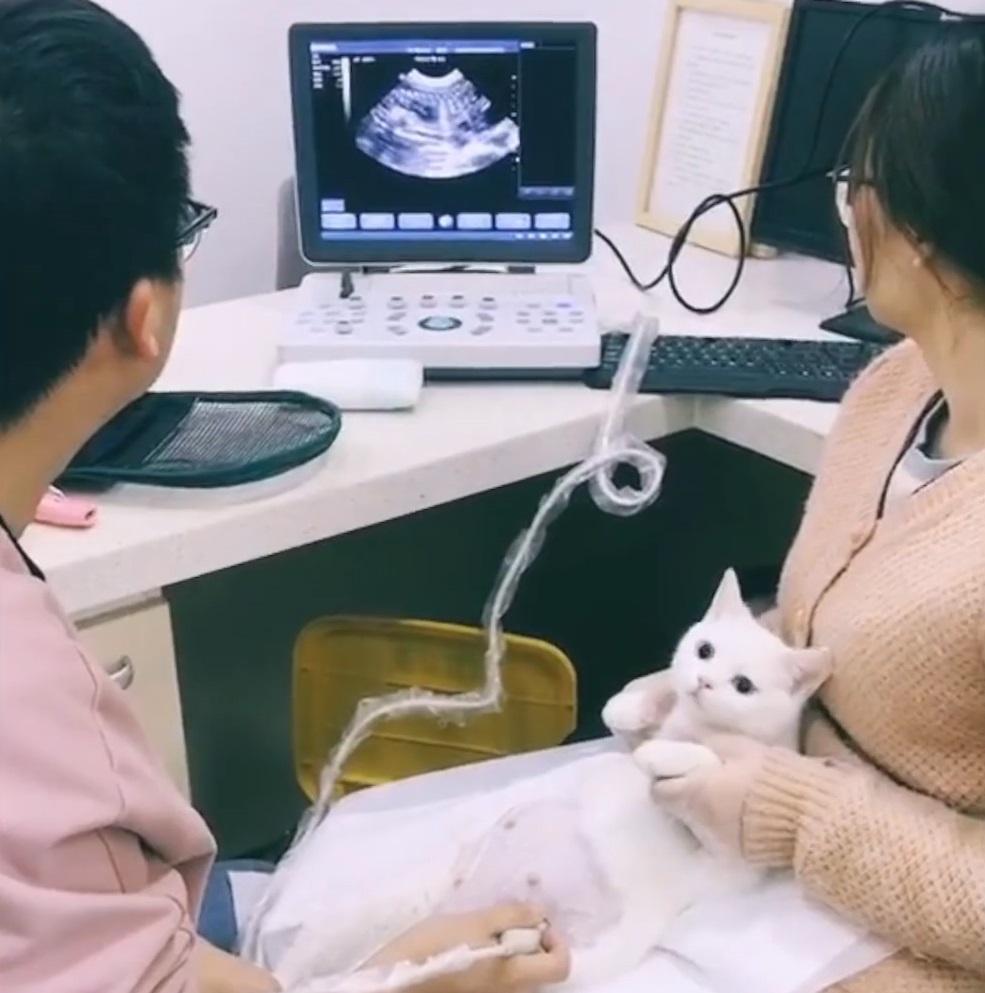 Meo ngo ngac khi chu dem di sieu am de kham thai hinh anh