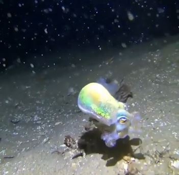 Muc banh bao co mau sac lap lanh, day dang yeu hinh anh