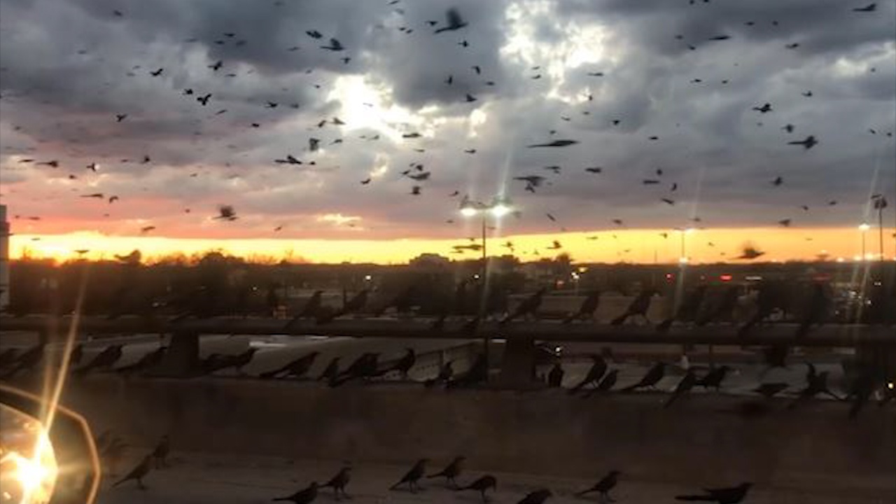 Khoanh khac dan chim vay kin ca bau troi tren cao toc My hinh anh