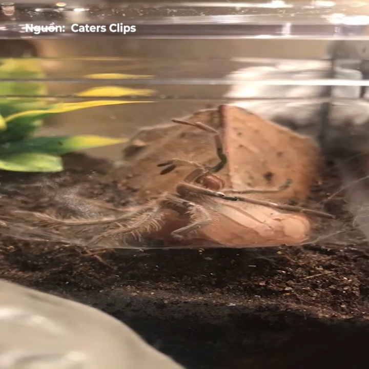 Timelapse man lot xac trong nhu quai vat cua nhen doc Tarantula hinh anh