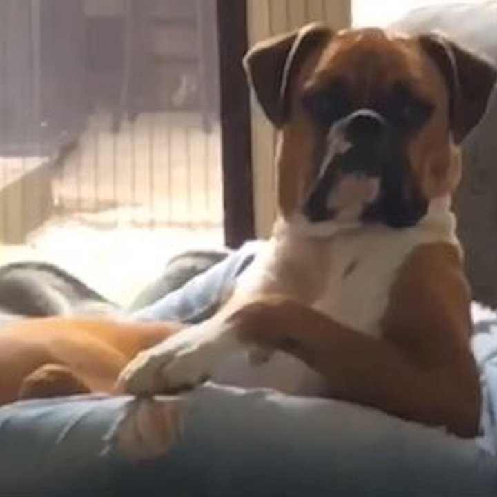 Nhung chu cho 'ngo ngao' nhat trong nam hinh anh