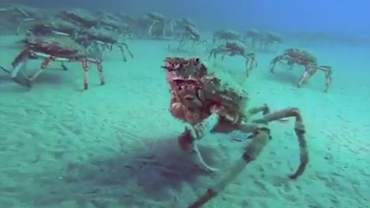 Cua nhen 3 chan van song sot than ky duoi day bien hinh anh