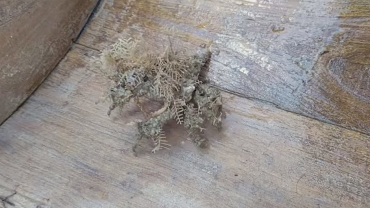 Phat hien sinh vat bien bi an o Thai Lan hinh anh