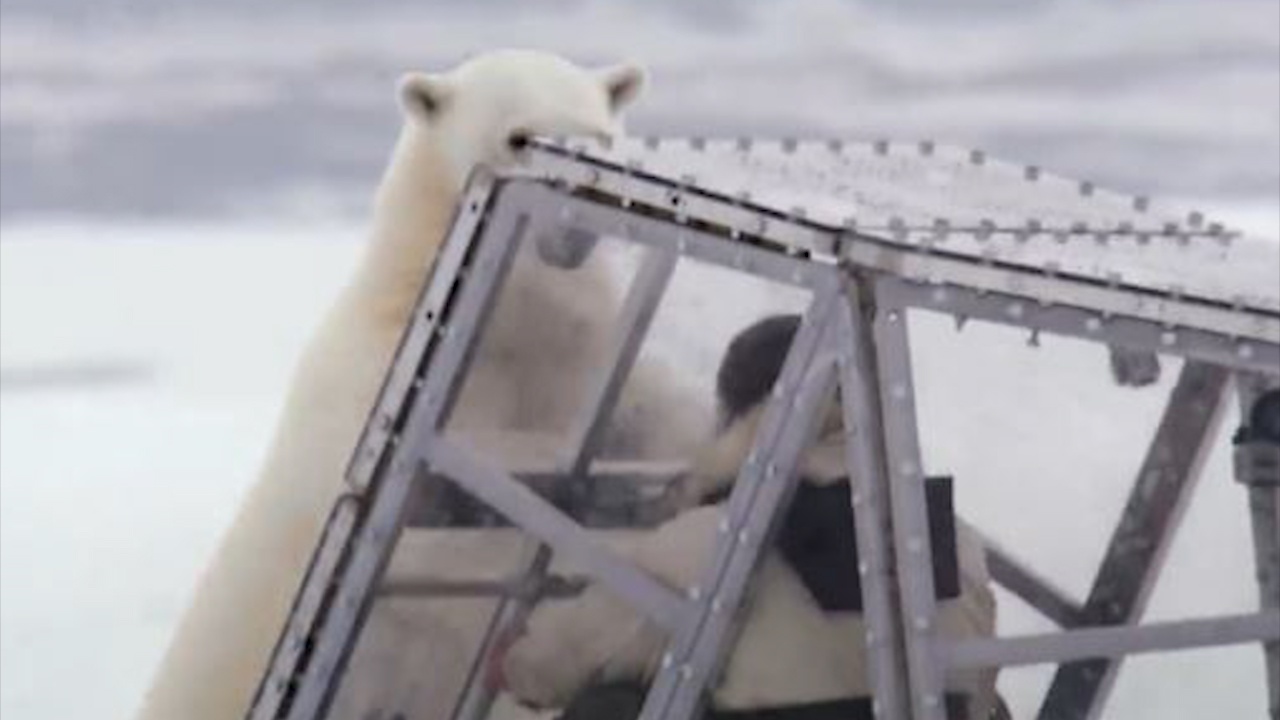 Thu thach doi mat voi gau Bac cuc hoang da qua long kinh hinh anh