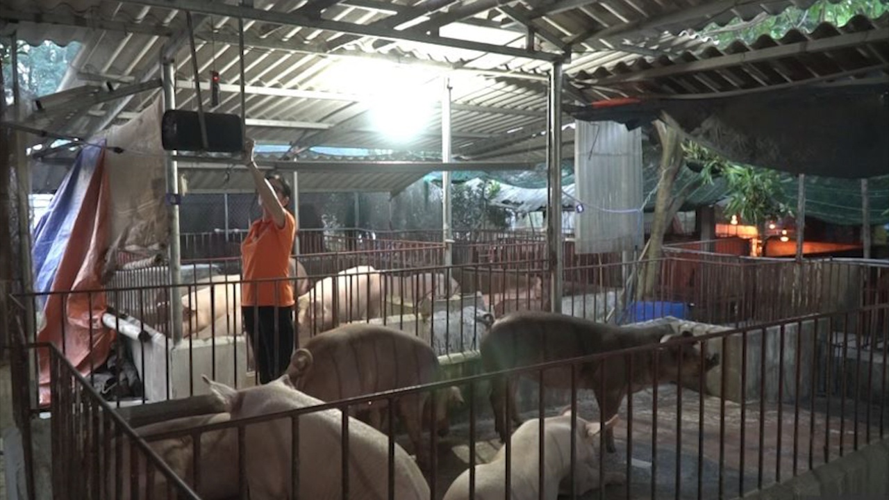 Nong dan Ha Noi thu tien ty nho nuoi lon cho nghe nhac Phap hinh anh