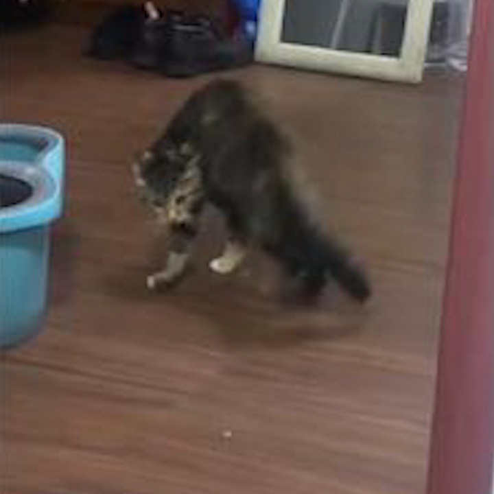 Meo bi hu doa khien ca nguoi nghieng nga nhu 'ga say ruou' hinh anh