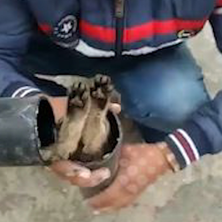 Nguoi di duong giai cuu meo con bi ket trong ong nuoc o An Do hinh anh