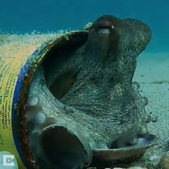 Bach tuoc su dung rac nhu nha o duoi dai duong hinh anh