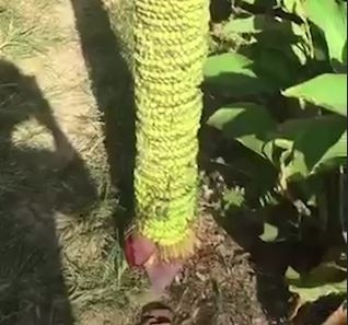 Cay chuoi co buong trai dai cham mat dat hinh anh