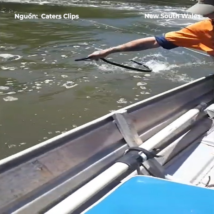 Nguoi lai tau dung tay khong mao hiem cuu song ran cuc doc hinh anh