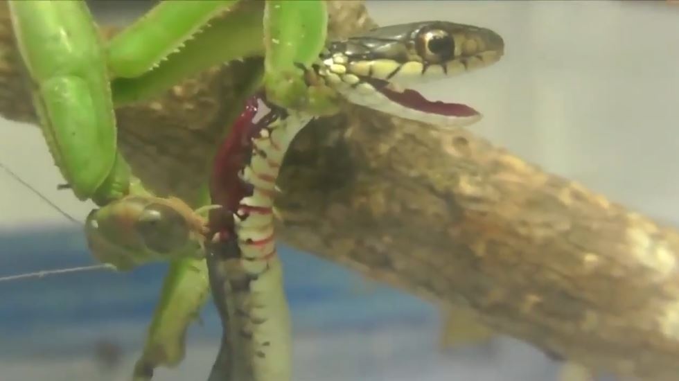 Ran co thuc thu sau khi chien dau voi bo ngua hinh anh