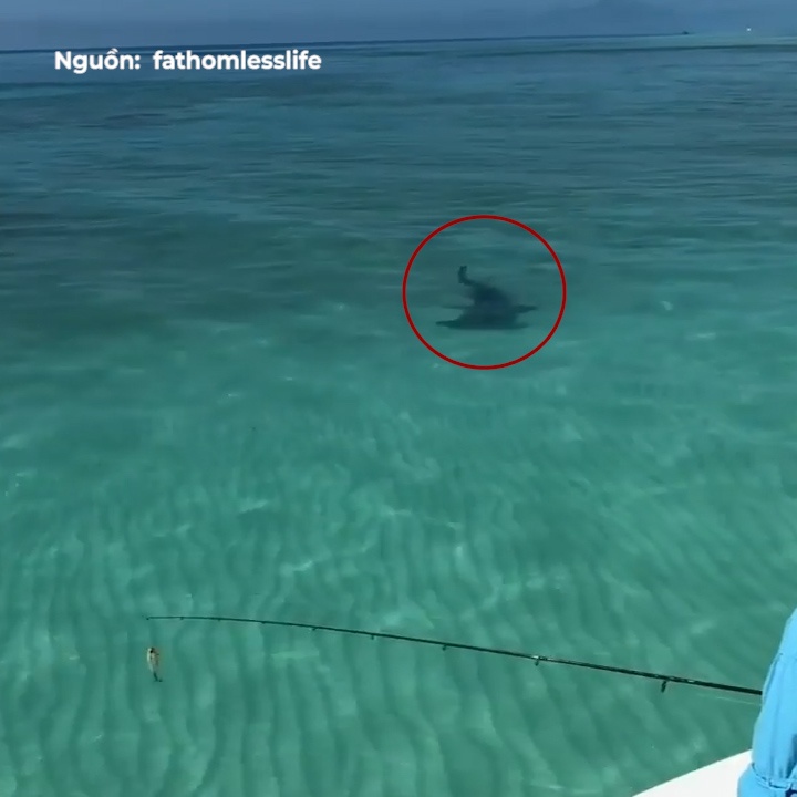 Ca map bua bat ngo lao gan nguoi cau ca giua bien hinh anh