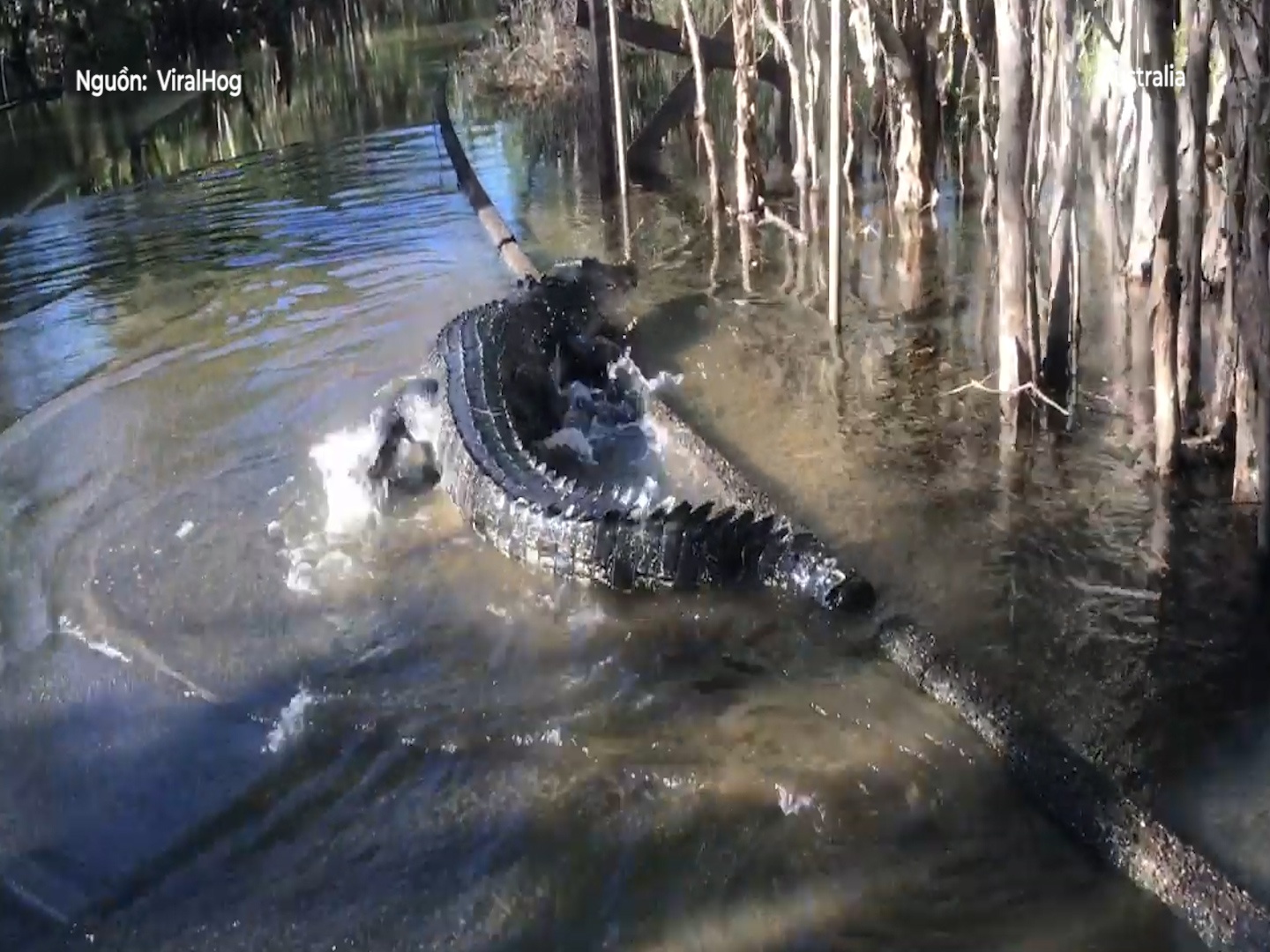 Ca sau khong lo di dao tren duong ngap nuoc tai Australia hinh anh