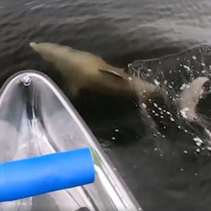 Khoanh khac ca heo boi luon quanh chiec xuong o My hinh anh