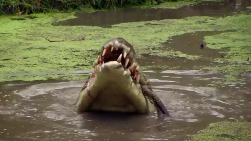 Mai phuc tai tinh, ca sau de dang tom gon kangaroo hinh anh