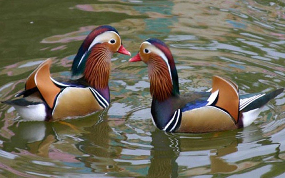 Cap vit 'doc' gia hon 10 trieu duoc san lung lam qua Valentine hinh anh