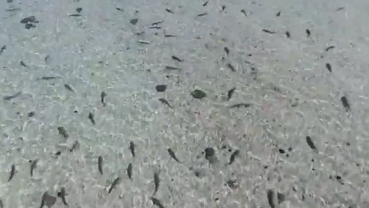 Hang tram con ca map vay kin bo bien Australia hinh anh