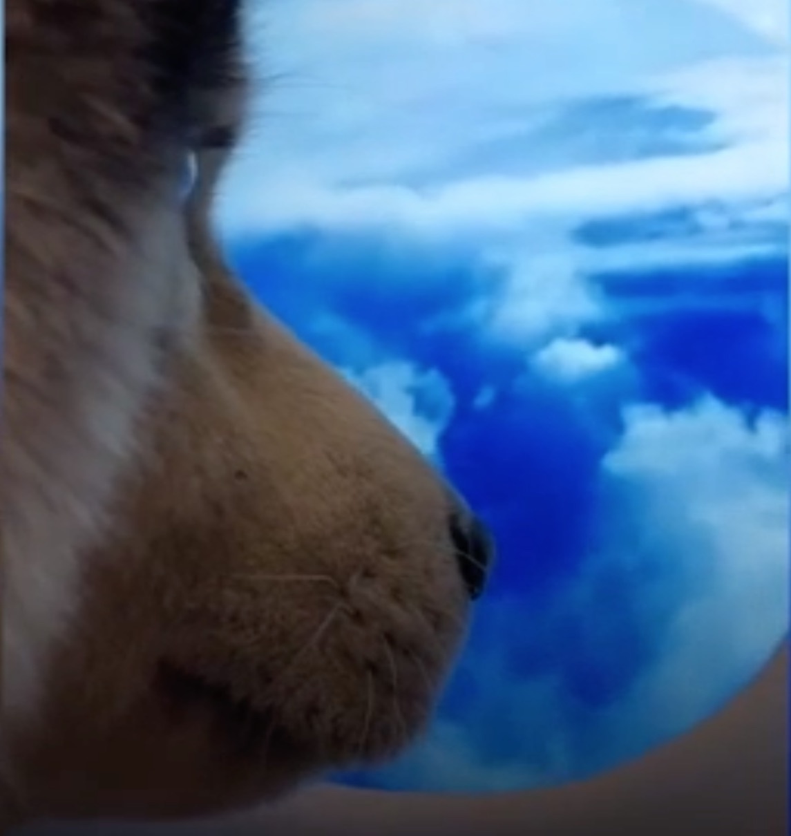 Dan mang Trung Quoc sang tao du kieu voi trao luu 'di may bay' hinh anh